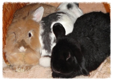 Kaninchen kuscheln