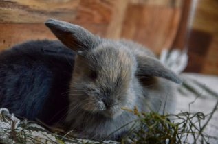 Kaninchen-Helpline-Babykaninchen-grau