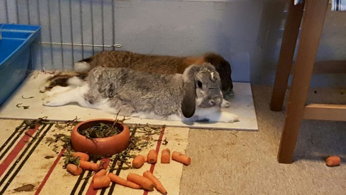 Kaninchen liegen gerne auf Fliesen